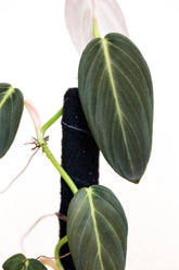 Philodendron gigas